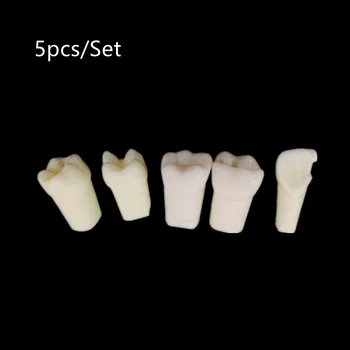 1~10Set Odontológica de Ensino do Estudo do Modelo de Dente Endodônticos de Odontologia Oferta de Produtos de Tipo 5